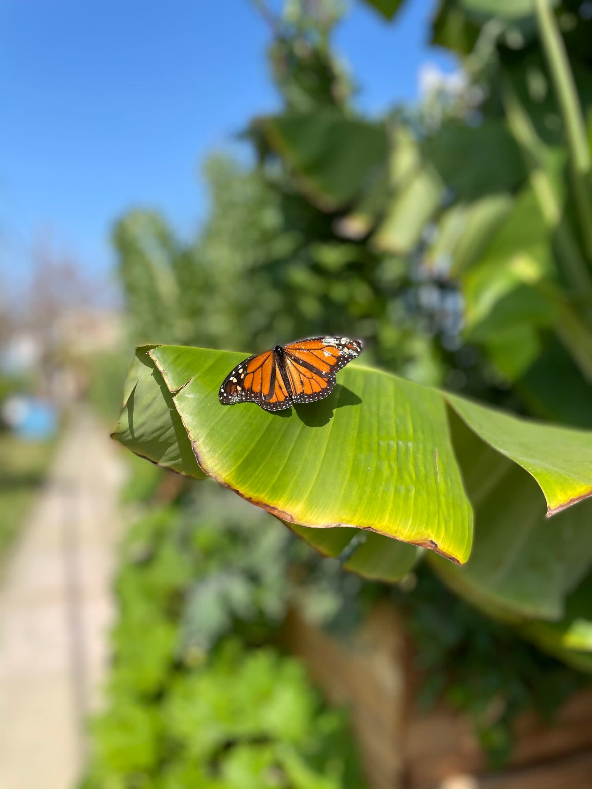 Monarch butterfly