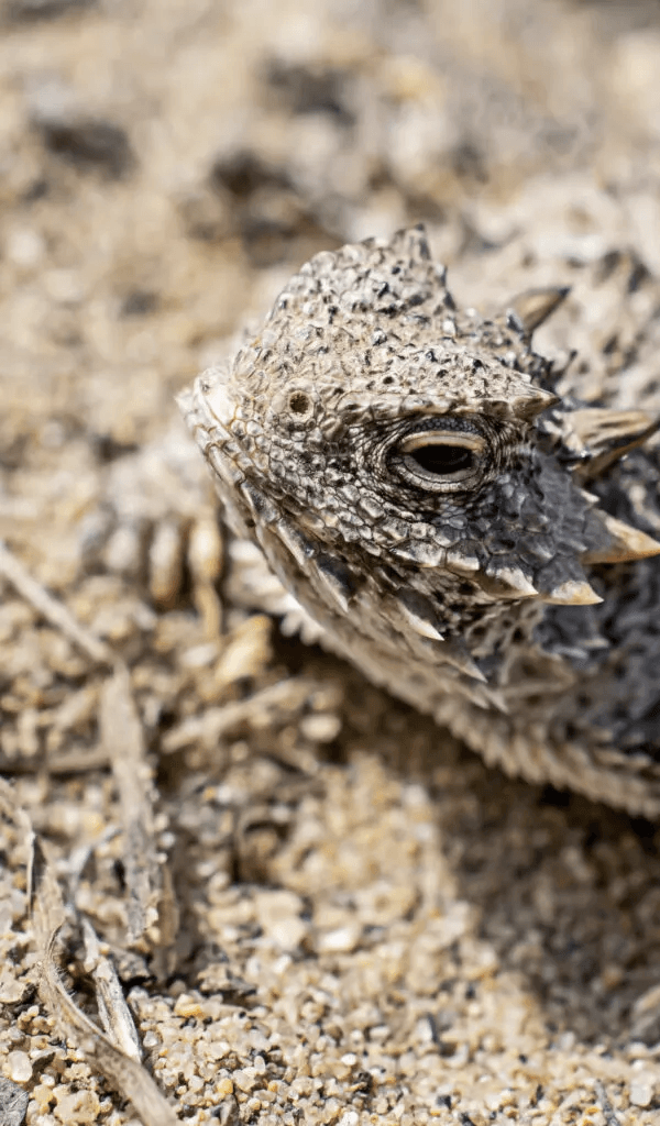 lizard