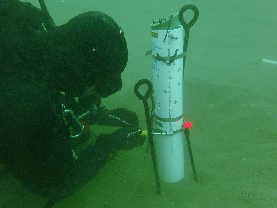 TBF diver installing a pressure sensor at the study site