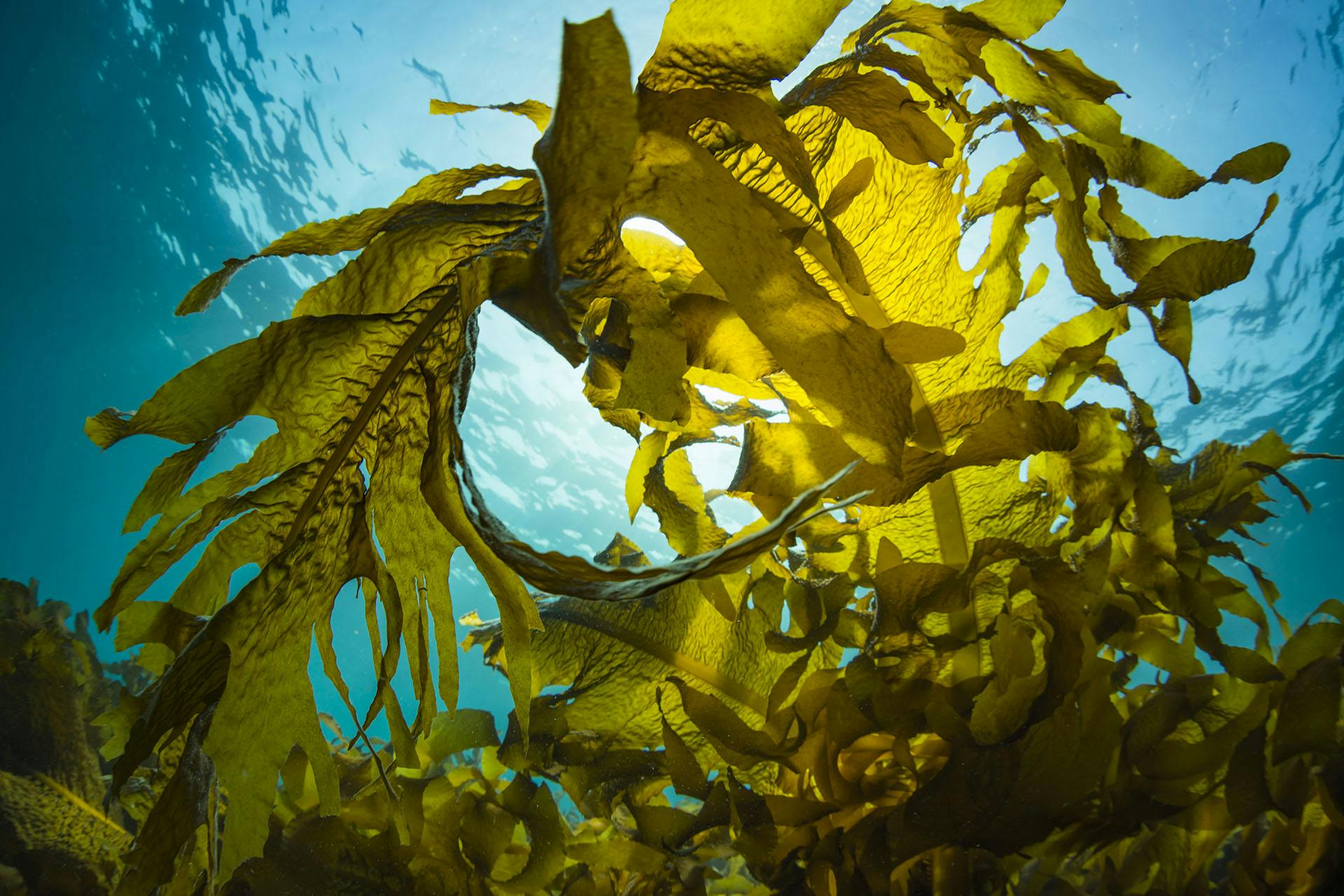 kelp-forest-restoration-project - AdobeStock_354574884